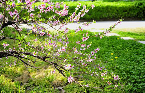 德陽市旌陽區(qū)八角井鎮(zhèn)初級中學