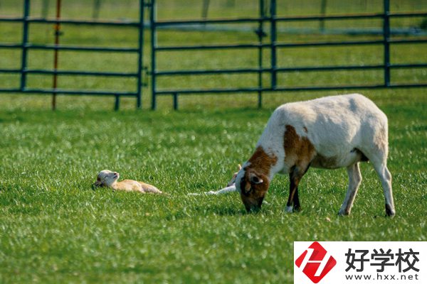 張家界旅游學校的優(yōu)勢在哪里？